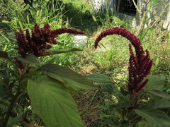 Amaranthus caudatus