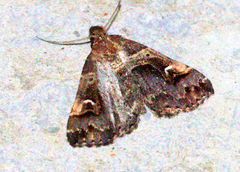 Bertula abjudicalis