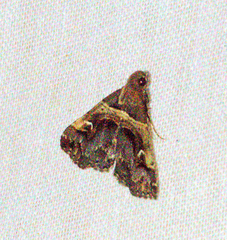 Bertula abjudicalis