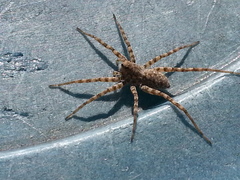 Lycosidae
