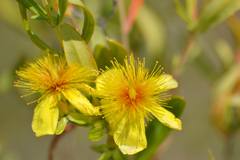 Hypericum kalmianum