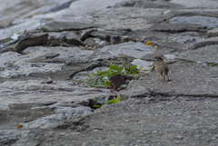Passer montanus malaccensis