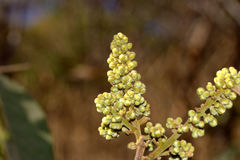 Lepisanthes tetraphylla