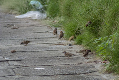 Passer montanus malaccensis