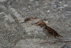 Passer montanus malaccensis