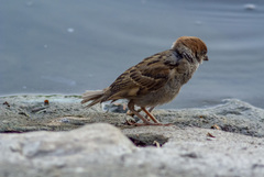 Passer montanus malaccensis