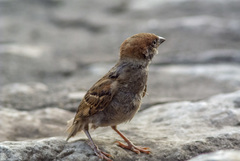 Passer montanus malaccensis