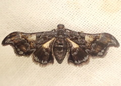 Phaludia flavifascia