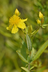 Hypericum kalmianum