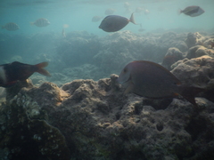 Acanthurus nigroris