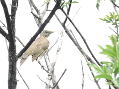 Turdus grayi