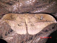 Copaxa multifenestrata