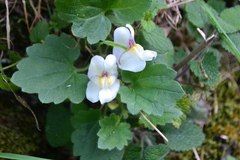 Asarina procumbens