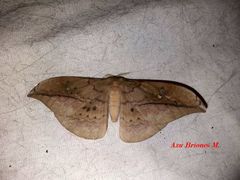 Copaxa multifenestrata