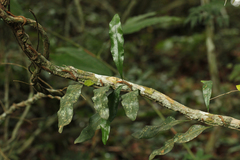 Microgramma mauritiana image