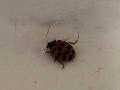 Harmonia axyridis