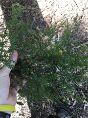 Kunzea ambigua