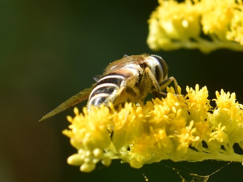 Eurasian Drone Fly, Groesbeek, Nederland, photo 9 of 10