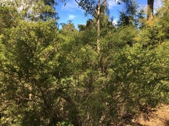 Kunzea ambigua