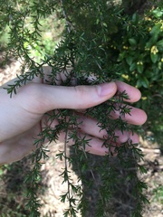 Kunzea ambigua