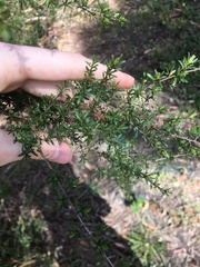 Kunzea ambigua