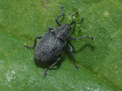 Ceutorhynchus obstrictus