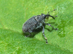 Ceutorhynchus obstrictus