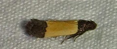 Anacampsis coverdalella