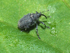 Ceutorhynchus obstrictus