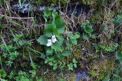 Asarina procumbens