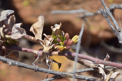 Adenia glauca