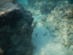 Forcipiger