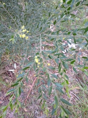 Acacia howittii