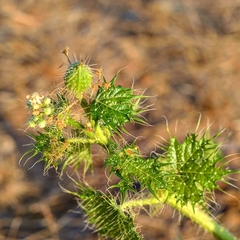 Cnidoscolus maculatus