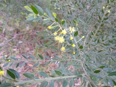 Acacia howittii