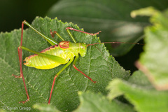 Leptophyes laticauda
