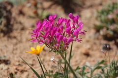 Pelargonium incrassatum
