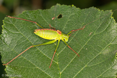 Leptophyes laticauda