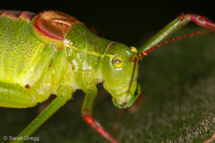 Leptophyes laticauda