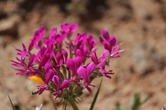 Pelargonium incrassatum