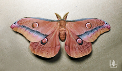 Opodiphthera loranthi