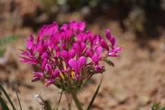 Pelargonium incrassatum