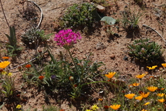 Pelargonium incrassatum