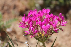 Pelargonium incrassatum
