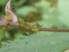 Impatientinum asiaticum