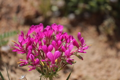 Pelargonium incrassatum