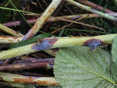 Xenodidymella applanata