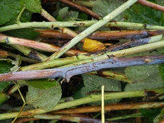 Xenodidymella applanata