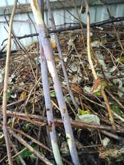 Xenodidymella applanata