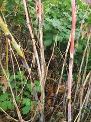 Xenodidymella applanata